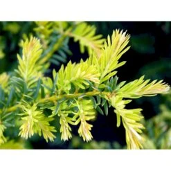 Almindelig Krybende Taks 'Summergold' Taxus Baccata 'Summergold' Potte 2,0 Liter,- 25-30 Cm. -Sirius Butik mi2552 taxus baccata summergold 82bf