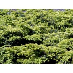 Almindelig Krybende Taks 'Summergold' Taxus Baccata 'Summergold' Potte 2,0 Liter,- 25-30 Cm. -Sirius Butik mi2552 taxus baccata summergold 8402
