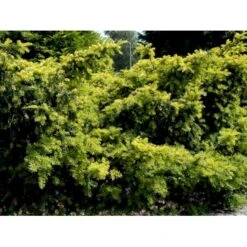 Almindelig Krybende Taks 'Summergold' Taxus Baccata 'Summergold' Potte 2,0 Liter,- 25-30 Cm. -Sirius Butik mi2552 taxus baccata summergold b2bc