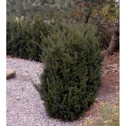 Taks 'Hillii' Taxus Media 'Hillii' Med Klump,- 40-50 Cm. -Sirius Butik mi2554 taxus media hillii f6e0