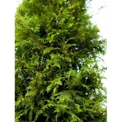 Almindelig Thuja 'Brabant' Thuja Occidentalis 'Brabant' Potte 4,0 Liter,- 80-100 Cm. -Sirius Butik mi2582 thuja occidentalis brabrant a291