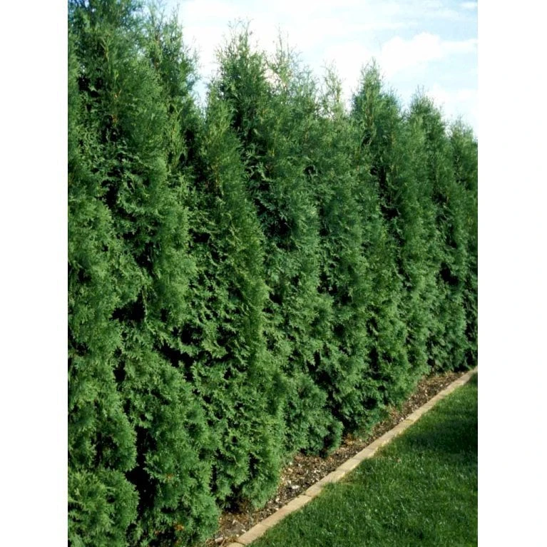 Almindelig Søjlethuja 'Fastigiata' Thuja Occidentalis 'Fastigiata' Med Klump,- 100-120 Cm. 2 Almindelig Søjlethuja 'Fastigiata' Thuja Occidentalis 'Fastigiata' Med Klump,- 100-120 Cm. - Billede 2