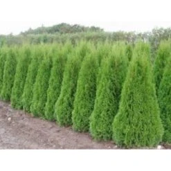 Almindelig Thuja 'Smaragd' Thuja Occidentalis 'Smaragd' Potte 10 Liter,- 125-150 Cm. -Sirius Butik mi2587 thuja occidentalis smaragd efeb