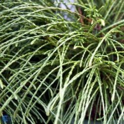 Trådthuja 'Whipcord' Thuja Plicata 'Whipcord'(dværgform) Potte 2,5 Liter, - 25-30 Cm.