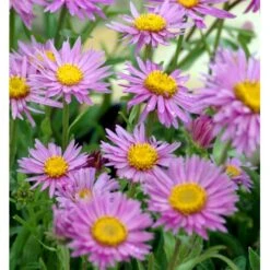 Alpeasters 'Happy End' Aster Alpinus 'Happy End' 9 Cm. Potte -Sirius Butik mi259 aster alpinus happy end 3b8f