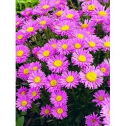 Alpeasters 'Happy End' Aster Alpinus 'Happy End' 9 Cm. Potte -Sirius Butik mi259 aster alpinus happy end 6613