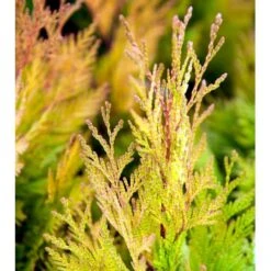 Kæmpethuja '4ever Goldy' Thuja Plicata '4ever Goldy' Potte 2,0 Liter,- 20-25 Cm. 5 Kæmpethuja '4ever Goldy' Thuja Plicata '4ever Goldy' Potte 2,0 Liter,- 20-25 Cm. -Sirius Butik mi2601 thuja plicata 4ever goldy 7384