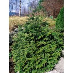 Hønsebenstræ Thujopsis Dolobrata Potte 3,0 Liter,- 25-30 Cm. -Sirius Butik mi2608 thujopsis dolabrata bb75