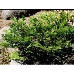 Dværg Hønsebenstræ 'Nana' Thujopsis Dolobrata 'Nana' Potte 3,0 Liter,- 20-25 Cm. 10 Dværg Hønsebenstræ 'Nana' Thujopsis Dolobrata 'Nana' Potte 3,0 Liter,- 20-25 Cm. -Sirius Butik mi2612 thujopsis dolabrata nana a83e