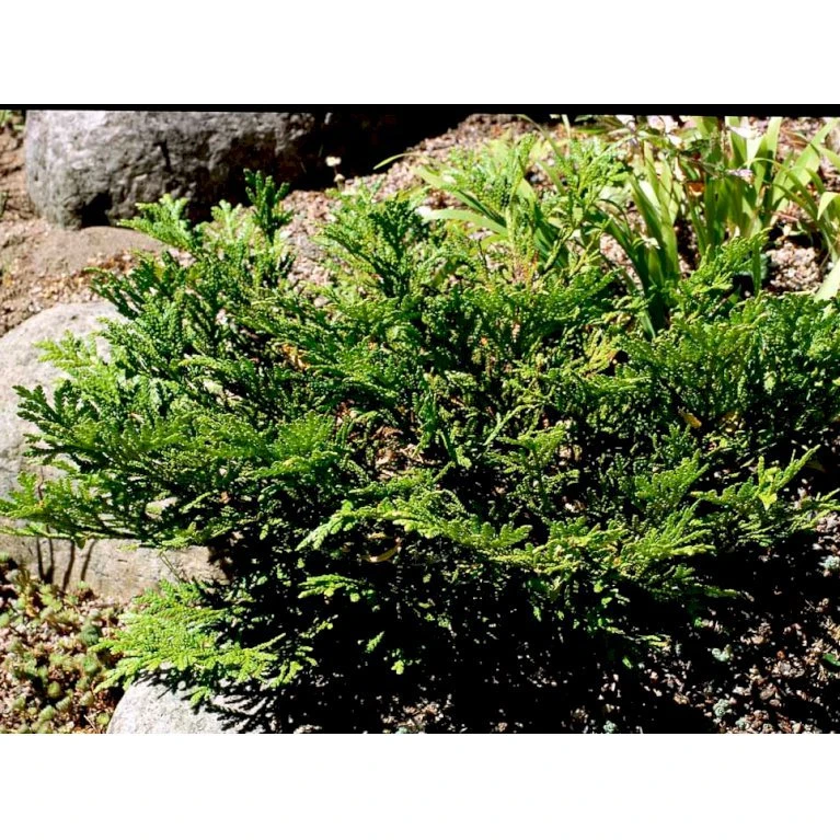 Dværg Hønsebenstræ 'Nana' Thujopsis Dolobrata 'Nana' Potte 3,0 Liter,- 20-25 Cm. 5 Dværg Hønsebenstræ 'Nana' Thujopsis Dolobrata 'Nana' Potte 3,0 Liter,- 20-25 Cm. - Billede 5