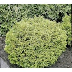 Dværg Hønsebenstræ 'Nana' Thujopsis Dolobrata 'Nana' Potte 3,0 Liter,- 20-25 Cm. 11 Dværg Hønsebenstræ 'Nana' Thujopsis Dolobrata 'Nana' Potte 3,0 Liter,- 20-25 Cm. -Sirius Butik mi2612 thujopsis dolabrata nana df49