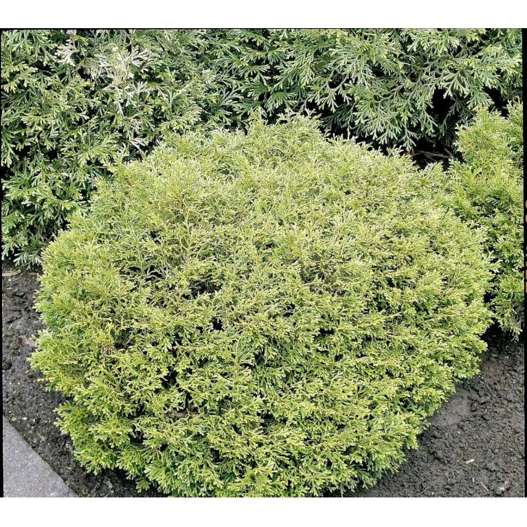 Dværg Hønsebenstræ 'Nana' Thujopsis Dolobrata 'Nana' Potte 3,0 Liter,- 20-25 Cm. 6 Dværg Hønsebenstræ 'Nana' Thujopsis Dolobrata 'Nana' Potte 3,0 Liter,- 20-25 Cm. - Billede 6