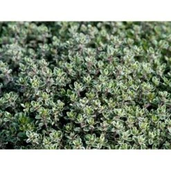 Citrontimian 'Silver Queen' Thymus Citriodorus 'Silver Queen' 10 Cm. Potte -Sirius Butik mi2617 thymus citriodorus silver queen ef53
