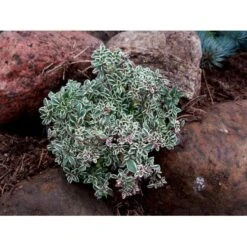 Citrontimian 'Silver Queen' Thymus Citriodorus 'Silver Queen' 10 Cm. Potte -Sirius Butik mi2617 thymus citriodorus silver queen f6cc