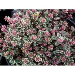 Citrontimian 'Silver Queen' Thymus Citriodorus 'Silver Queen' 10 Cm. Potte -Sirius Butik mi2617 thymus citriodorus silver queen f8c6