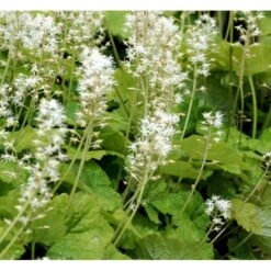 Almindelig Skumblomst Tiarella Cordifolia 1 Liter Potte
