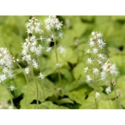 Almindelig Skumblomst Tiarella Cordifolia 1 Liter Potte -Sirius Butik mi2625 tiarella cordifolia 52b0