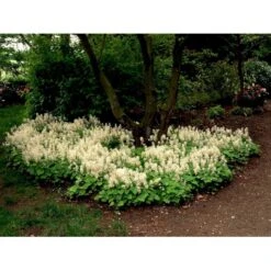 Almindelig Skumblomst Tiarella Cordifolia 1 Liter Potte -Sirius Butik mi2625 tiarella cordifolia 7419