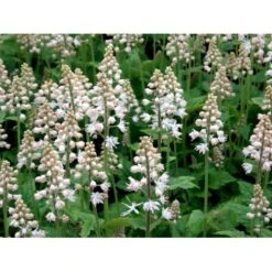 Almindelig Skumblomst Tiarella Cordifolia 1 Liter Potte -Sirius Butik mi2625 tiarella cordifolia e73b