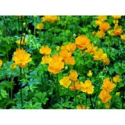 Kinesisk Engblomme 'Golden Queen' Trollius Chinensis 'Golden Queen' 1 Liter Potte -Sirius Butik mi2679 trollius chinensis golden queen 6aa8
