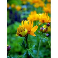 Kinesisk Engblomme 'Golden Queen' Trollius Chinensis 'Golden Queen' 1 Liter Potte -Sirius Butik mi2679 trollius chinensis golden queen 7e58