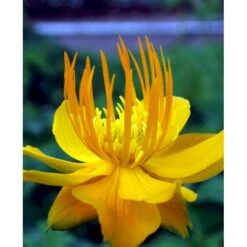 Kinesisk Engblomme 'Golden Queen' Trollius Chinensis 'Golden Queen' 1 Liter Potte -Sirius Butik mi2679 trollius chinensis golden queen bfe5