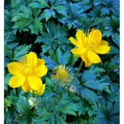 Kinesisk Engblomme 'Golden Queen' Trollius Chinensis 'Golden Queen' 1 Liter Potte -Sirius Butik mi2679 trollius chinensis golden queen d4e0