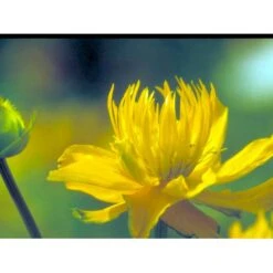 Kinesisk Engblomme 'Golden Queen' Trollius Chinensis 'Golden Queen' 1 Liter Potte -Sirius Butik mi2679 trollius chinensis golden queen e74a