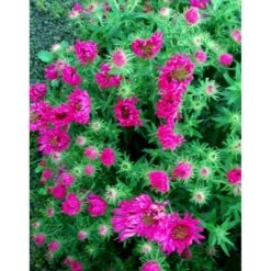 Høstasters 'Alma Pötschke' Aster Novae-angliae 'Alma Pötschke' 1 Liter Potte -Sirius Butik mi267 aster novae angliae alma poetschke 55b8