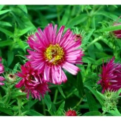 Høstasters 'Alma Pötschke' Aster Novae-angliae 'Alma Pötschke' 1 Liter Potte -Sirius Butik mi267 aster novae angliae alma poetschke ac30
