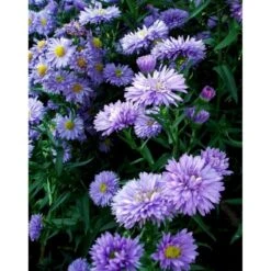 Høstaster 'Marie Ballard' Aster Novi-belgii 'Marie Ballard' 1 Liter Potte -Sirius Butik mi268 aster novi belgii marie ballard 2280