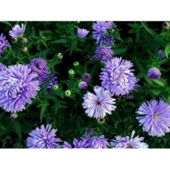 Høstaster 'Marie Ballard' Aster Novi-belgii 'Marie Ballard' 1 Liter Potte -Sirius Butik mi268 aster novi belgii marie ballard d7c5