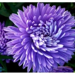 Høstaster 'Marie Ballard' Aster Novi-belgii 'Marie Ballard' 1 Liter Potte -Sirius Butik mi268 aster novi belgii marie ballard ddcb