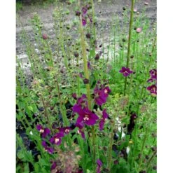 Purpurkongelys Verbascum Phoeniceum 'Violetta' 1 Liter Potte -Sirius Butik mi2695 verbascum phoeniceum violetta 5b2b