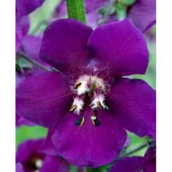 Purpurkongelys Verbascum Phoeniceum 'Violetta' 1 Liter Potte