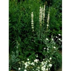 Mørk Kongelys Verbascum Nigrum 'Album' 1 Liter Potte -Sirius Butik mi2698 verbascum nigrum album dcde