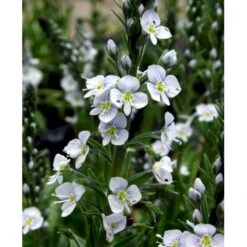 Porcelæns-Ærenspris 'Robusta' Veronica Gentianoides 'Robusta' 1 Liter Potte 5 Porcelæns-Ærenspris 'Robusta' Veronica Gentianoides 'Robusta' 1 Liter Potte -Sirius Butik mi2700 veronica gentianoides robusta dc5c