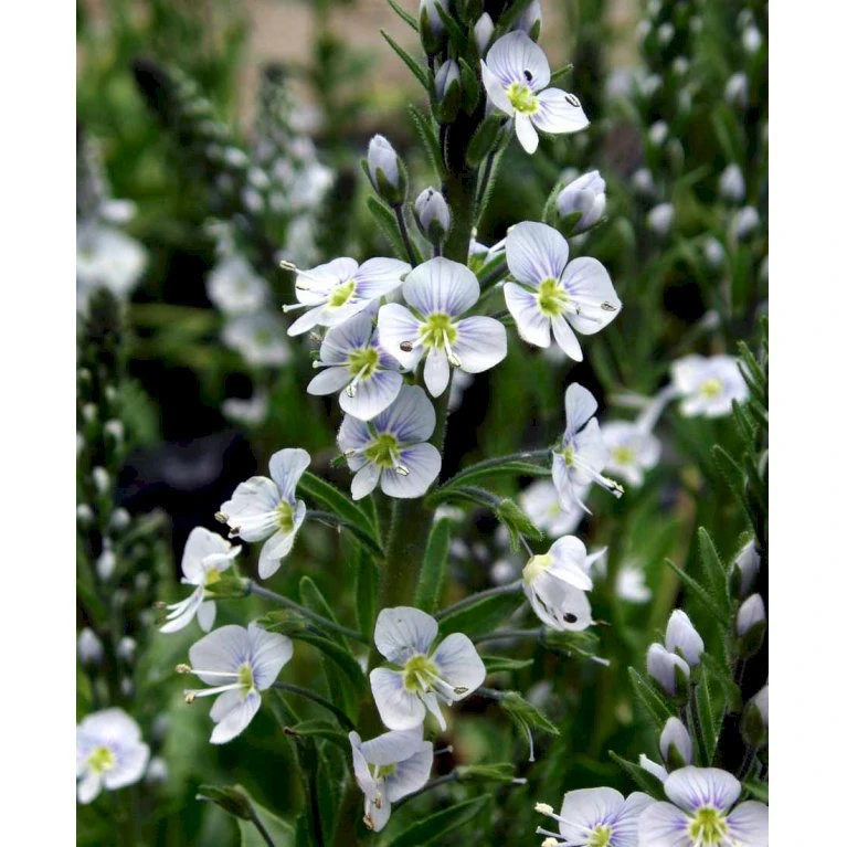 Porcelæns-Ærenspris 'Robusta' Veronica Gentianoides 'Robusta' 1 Liter Potte 3 Porcelæns-Ærenspris 'Robusta' Veronica Gentianoides 'Robusta' 1 Liter Potte - Billede 3