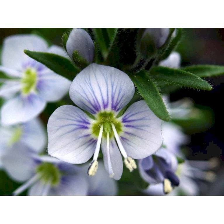 Porcelæns-Ærenspris 'Robusta' Veronica Gentianoides 'Robusta' 1 Liter Potte 1 Porcelæns-Ærenspris 'Robusta' Veronica Gentianoides 'Robusta' 1 Liter Potte