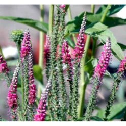 Aks Ærenpris 'Rotfuchs' Veronica Spicata 'Rotfuchs' 1 Liter Potte -Sirius Butik mi2711 veronica spicata rotfuchs a2ba