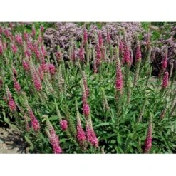 Aks Ærenpris 'Rotfuchs' Veronica Spicata 'Rotfuchs' 1 Liter Potte -Sirius Butik mi2711 veronica spicata rotfuchs fa69