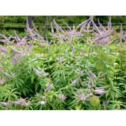 Virginsk Ærenpris 'Apollo' Veronicastrum Virginicum 'Apollo' Potte 2 Liter. -Sirius Butik mi2713 veronicastrum virginicum a95e