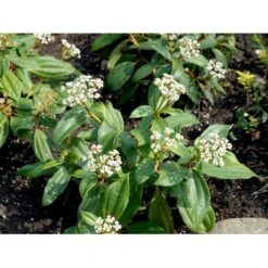 Dværgkvalkved Viburnum Davidii Potte 3,0 Liter,- 25-30 Cm. -Sirius Butik mi2719 viburnum davidii 0dc2