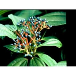 Dværgkvalkved Viburnum Davidii Potte 3,0 Liter,- 25-30 Cm. -Sirius Butik mi2719 viburnum davidii 9df8