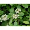 Pibekvalkved Viburnum Lantana Solitær Busk 125-150 Cm., Med Klump