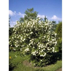 Snebolle Viburnum Opulus 'Roseum' Med Klump,- 125-150 Cm. 5 Snebolle Viburnum Opulus 'Roseum' Med Klump,- 125-150 Cm. -Sirius Butik mi2726 viburnum opulus roseum b072