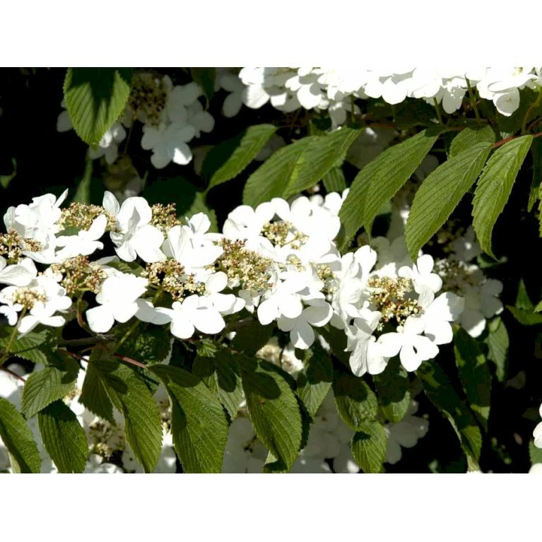 Japansk Etage-Snebolle 'Mariesii' Viburnum Plicatum 'Mariesii' Med Klump,- 100-120 Cm. 5 Japansk Etage-Snebolle 'Mariesii' Viburnum Plicatum 'Mariesii' Med Klump,- 100-120 Cm. - Billede 5