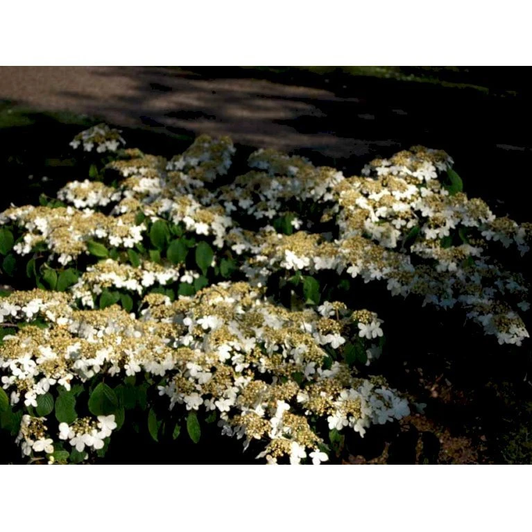 Japansk Etage-Snebolle 'Mariesii' Viburnum Plicatum 'Mariesii' Med Klump,- 100-120 Cm. 6 Japansk Etage-Snebolle 'Mariesii' Viburnum Plicatum 'Mariesii' Med Klump,- 100-120 Cm. - Billede 6