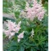 Astilbe 'Europa' Astilbe Japonica 'Europa' 1 Liter Potte