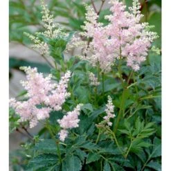 Astilbe 'Europa' Astilbe Japonica 'Europa' 1 Liter Potte